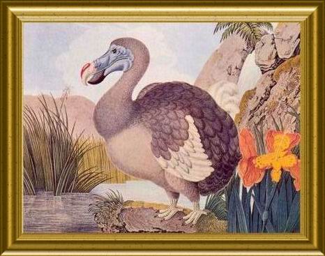  L'emblme de l'ile Maurice, le DODO, oiseau disparu vers 1680