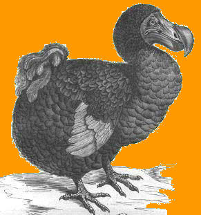 Le Dodo emblme de l'ile Maurice, oiseau disparu depuis le 18eme sicle !