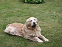 Nolane golden retreiver !
