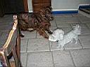 isa et le bichon 