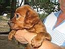 notre petite chienne "cannelle" ag�e d'un mois !