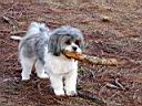UMEA !  Shih Tzu !