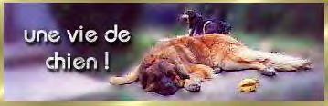 H�l�ne et ses chiens  Porthos, Arvie et Taya