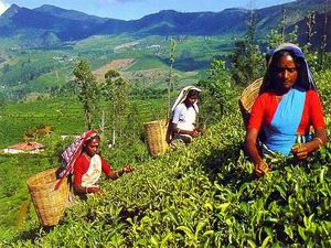 Cueillette du th au Sri Lanka