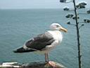 bonjour la mouette !